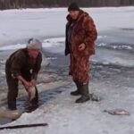 На Рыбинском водохранилище недалеко от Весьегонска произошел массовый мор рыбы