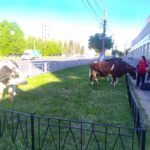 В Твери на ул. Вагжанова выгуливали коров. Областной центр превращается в деревню?