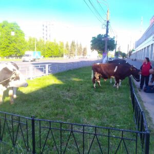 в центре Твери выгуливают коров