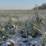В России от заморозков погибли посевы на общей площади 140 тысяч га
