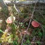 В лесах Тверской области стало больше грибов
