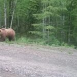 В Вышневолоцком округе огромный медведь перебегал дорогу