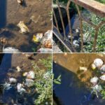 Река в Бологовском округе превратилась в мусорную свалку