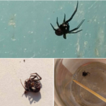 Под Лихославлем нашли смертельно ядовитого паука