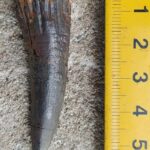В Тверской области нашли останки рыбы — ровесницы динозавров  