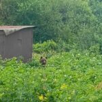 В Кимрах медведь гулял по огородам и лакомился ягодами. Фотофакт