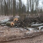 В Сахаровском парке Твери вырубают вековые липы – совы остаются без гнезд