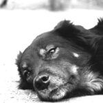 Житель Торжка зверски расправился с собственной собакой. Видео 18+ Житель Торжка зверски расправился с собственной собакой. Видео 18+