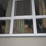 В Твери просят спасти погибающих кошек