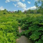 Город воинской славы Ржев оккупирован борщевиком Город воинской славы Ржев оккупирован борщевиком