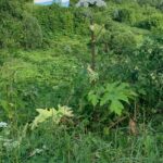 Голосование по благоустройству в Ржеве: реальная польза для города или мыльные пузыри? Голосование по благоустройству в Ржеве: реальная польза для города или мыльные пузыри?