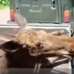 В Тверской области участились случаи выхода лосей в города: в Волочке раненый зверь пробрался на кухню досугового центра В Тверской области участились случаи выхода лосей в города: в Волочке раненый зверь пробрался на кухню досугового центра