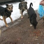 В РФ могут ввести штрафы за кормление бездомных животных