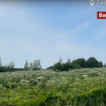 Старицкий округ столкнулся с нашествием борщевика