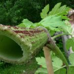 Власть будет бороться с борщевиком руками народа