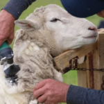 Мигрант из Средней Азии украл машинку для стрижки овец в маркетплейсе Твери Мигрант из Средней Азии украл машинку для стрижки овец в маркетплейсе Твери