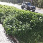 Клумбы в Ржеве украсила крапива: фотофакт