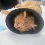 Актёр Вышневолоцкого театра расстрелял кота из пневматической винтовки