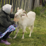 Россиянам могут запретить держать много скота и птицы