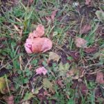 Владельцев собак предупредили об активизации догхантеров в Твери Владельцев собак предупредили об активизации догхантеров в Твери