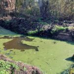 В Западной Двине появилось рукотворное болото, жаль пока без лягушек…