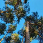 Прокуратура Тверской области спасла от вырубки 23 гектара леса