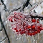 В ближайшие дни в Тверскую область придут снег и ледяные дожди В ближайшие дни в Тверскую область придут снег и ледяные дожди
