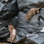 Тверичане планируют пожаловаться Путину на расплодившихся в городе крыс