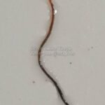 Фотофакт: В Ржеве вместе с водопроводной водой из крана потекли живые червяки