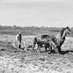 Как русский мужик Европу кормил