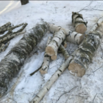 Вирус вырубки деревьев охватил Ржев Вирус вырубки деревьев охватил Ржев