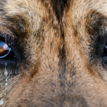 Спасите Тунгуса! В Осташкове по вине хозяина может погибнуть собака