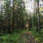 50% лесов в России стоят брошенными