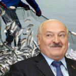 Не имеющая выхода к морю Беларусь стала главным поставщиком рыбы в Россию