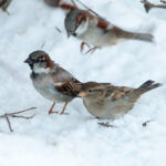 Всех воробьёв перепишут и возьмут на учет
