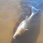 Массовая гибель рыбы в Кимрах?