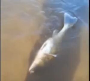 Массовая гибель рыбы в Кимрах?