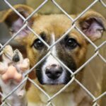 В Ржеве собак выгоняют из приюта